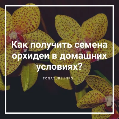 Как получить семена орхидеи в домашних условиях? | выращивание, уход,  размножение растений