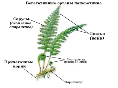 Укроп Листья папоротника, 10гр. (ID#1091881581), цена: 17 ₴, купить на  Prom.ua