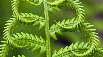 🌱 Страусник (Папоротник) обыкновенный по цене от 1235 руб: саженцы,  рассада, крупномеры - купить в Москве с доставкой - интернет-магазин Все  Сорта