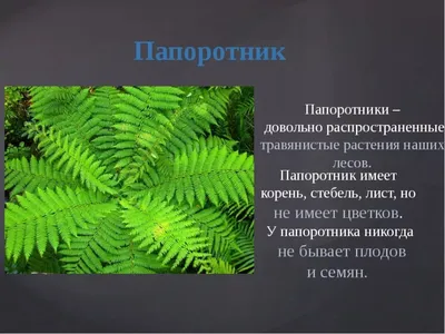 Папоротник