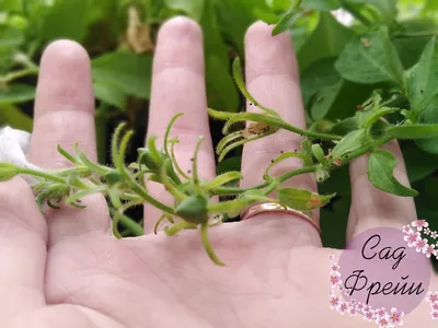 Купить Семена петунии Семена Алтая в интернет каталоге с доставкой |  Boxberry