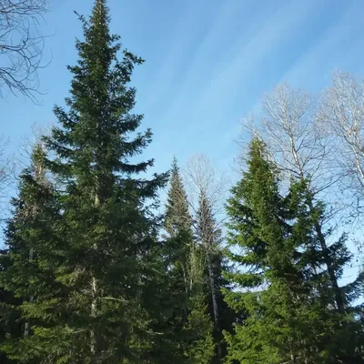 Купить семена Пихта высокорослая (благородная). Abies procera | Семена и  саженцы Анатолия Орлова