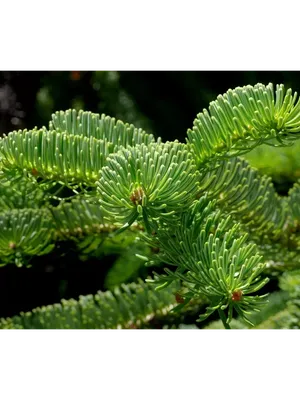 ИСПАНСКАЯ ПИХТА (ABIES PINSAPO): купить саженцы испанской пихты (abies  pinsapo) почтой | PLOD.UA