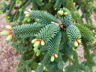 Купить саженцы Пихты сибирской Abies Sibirica 🌱по цене от 1 190₽ из  питомника с доставкой | Питомник «Зелёная Фазенда»