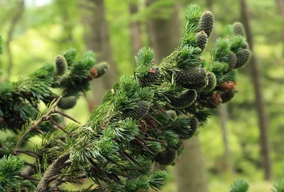 Купить семена Пихта корейская по почте 🌲