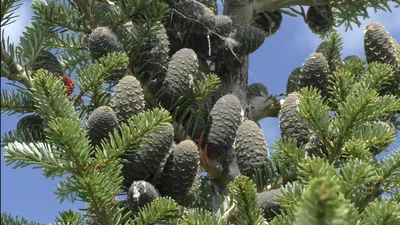 Купить семена Пихта бальзамическая по почте 🌲