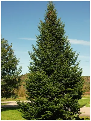 Купить семена Пихта великолепная по почте 🌲