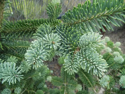 Купить семена Пихта благородная по почте 🌲