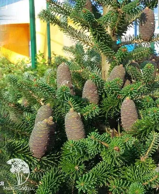 Пихта Нордмана, Пихта кавказская (Abies Nordmanniana) семена купить