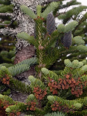 Купить семена Пихта благородная по почте 🌲