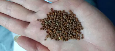 Редька PL 525 F1 (Asia Seed) - купить семена в Украине: отзывы, цена,  описание ᐉ Agriks