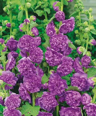 Купить семена Шток-роза Чатерз Фиолетовая королева — от НПО Сады Росcии