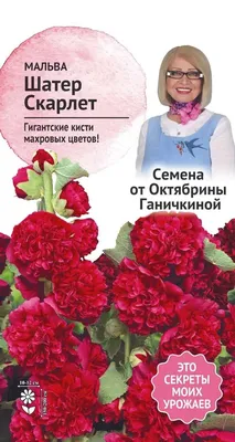 Семена растений цветов Шток роза Королевская (2 пакетика по 0,1г/20шт в  каждом) | AliExpress