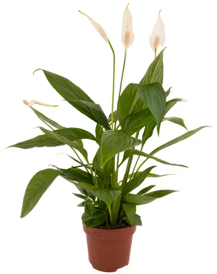 Спатифиллум Торелли Spathiphyllum Torelli 40/12 — цена в LETTO
