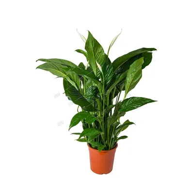 Грунт для спатифиллума Вермион с биогумусом для растений 2.5 л - купить в  Москве, цены на Мегамаркет