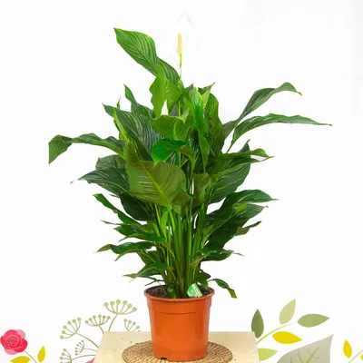 Продаётся домашний цветок СПАТИФИЛЛУМ ГИГАНТ (женское: 3000 KGS ➤ Цветы |  Кара-Балта | 99625819 ᐈ lalafo.kg