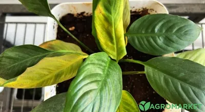 Спатифиллум Шопен (Spathiphyllum Chopin)