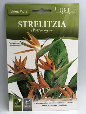 Семена от Стрелиция / Strelitzia