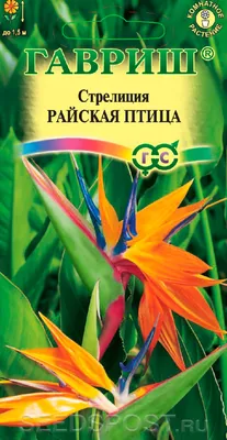 Семена стрелиция николая: цена 55 грн - купить Комнатные растения на ИЗИ |  Киев