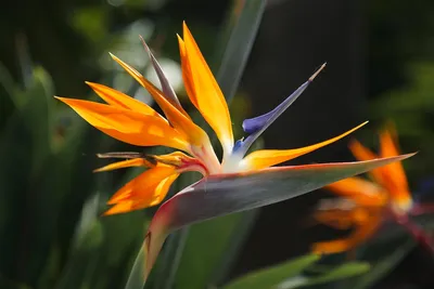 Strelitzia REGINAE (Стрелиция, Стрелитция): купить 2 семени c доставкой  почтой 🌸 Адениум дома