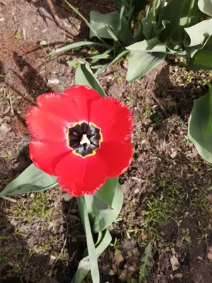 Семена тюльпана фото фотографии