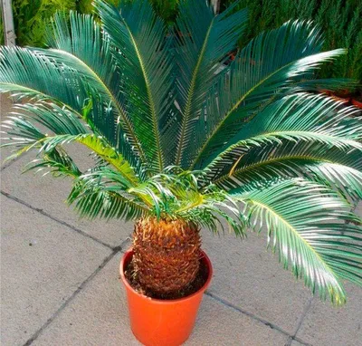 Cycas revoluta - Цикас Революта, Саговник - купить семена на Tropics Seeds.