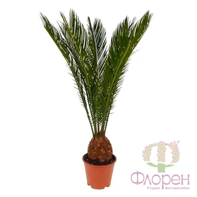 Cycas panzhihuaensis \"Dukou Sago Palm\" - БЪЛГАРСКИЯТ ПАЛМФОРУМ | THE  PALMFORUM OF BULGARIA