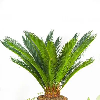 Cycas revoluta | Отдел «Ботанические экспозиции»