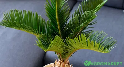 Цикас Революта (Cycas Revoluta)