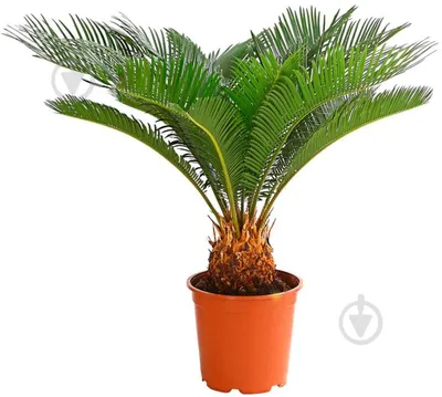 Cycas Revoluta (Цикас) цены 240 - 350грн. - 550грн. (ID#1364406622), цена:  350 ₴, купить на Prom.ua