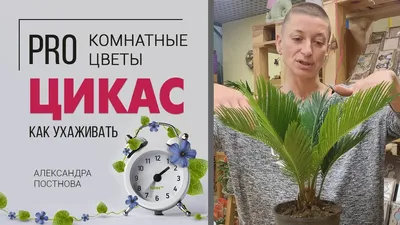 Семена Цикас + инструкция: цена 82 грн - купить Семена на ИЗИ | Киев