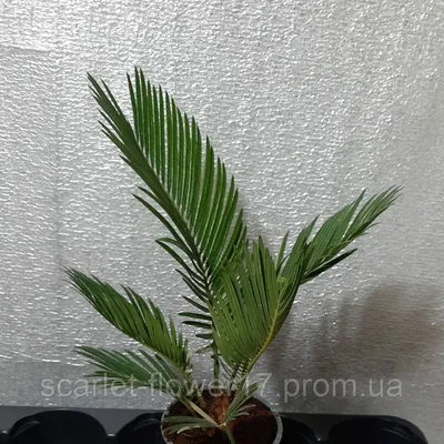 Цикас Революта (Cycas Revoluta)