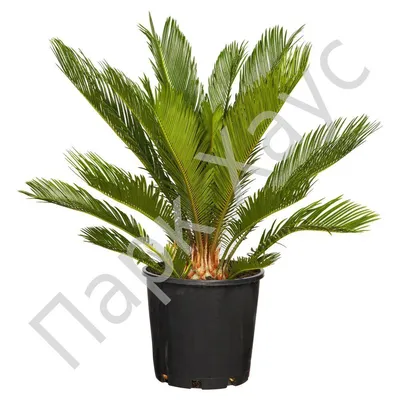 Cycas Revoluta (Цикас) цены 240 - 350грн. - 550грн. (ID#1364406622), цена:  350 ₴, купить на Prom.ua