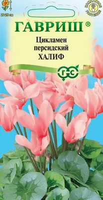 ✓ Семена Цикламен персидский Халиф, 3шт, Гавриш. Цветочная коллекция по  цене 162 руб. ◈ Большой выбор ◈ Купить по всей России ✓ Интернет-магазин  Гавриш ☎ 8-495-902-77-18