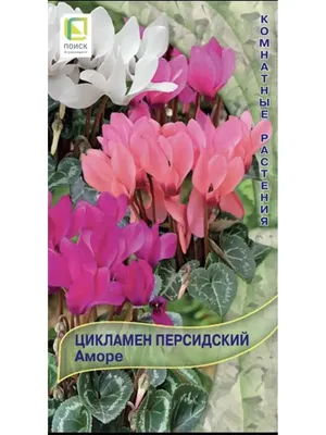 Стильные цветы Семена Цикламен персидский