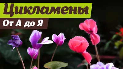 Выращивание цикламенов От посева до цветения - YouTube
