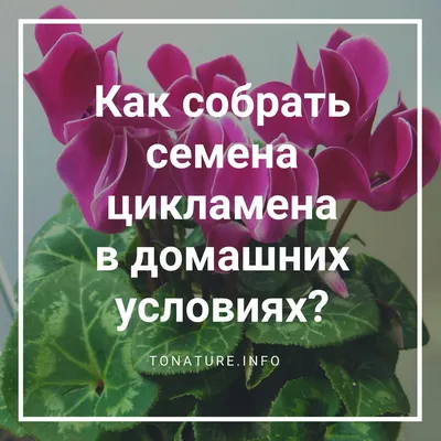 Как собрать семена цикламена в домашних условиях? | выращивание, уход,  размножение растений
