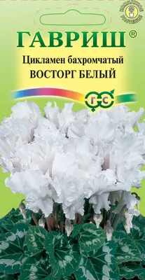 ✓ Семена Цикламен персидский Восторг белый, 3шт, Гавриш, Цветочная  коллекция по цене 0 руб. ◈ Большой выбор ◈ Купить по всей России ✓  Интернет-магазин Гавриш ☎ 8-495-902-77-18