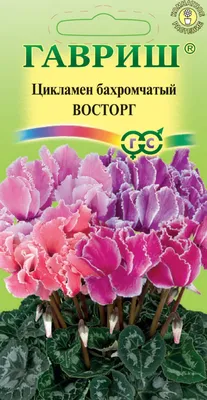 ✓ Семена Цикламен персидский Восторг, смесь, 3шт, Гавриш, Цветочная  коллекция по цене 0 руб. ◈ Большой выбор ◈ Купить по всей России ✓  Интернет-магазин Гавриш ☎ 8-495-902-77-18