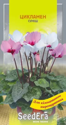 Семена Цикламен персидский смесь 5 шт, Seedera (ID#1212824681), цена: 18 ₴,  купить на Prom.ua