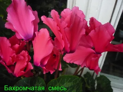 Домашние семена цикламенов!!!: 10 грн. - Комнатные растения Канев на Olx