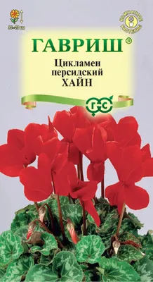 ✓ Семена Цикламен персидский Хайн, 3шт, Гавриш. Цветочная коллекция по цене  76 руб. ◈ Большой выбор ◈ Купить по всей России ✓ Интернет-магазин Гавриш ☎  8-495-902-77-18