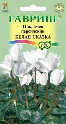 Семена Цикламен персидский Белая сказка 3шт Гавриш в Новосибирске по цене  65 руб. - Два Садовода