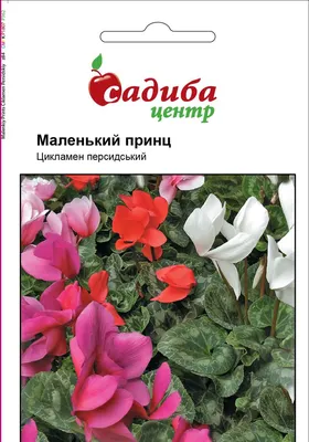Цикламен Персидский Персидский Концерто Вайт – купить семена в  интернет-магазине Лафа с доставкой по Москве, Московской области и России