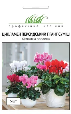 Семена цикламена | Сравнить цены и купить на Prom.ua