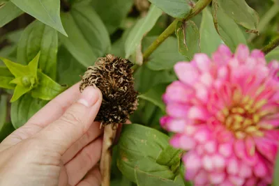 Семена Цветов Лотос Орехоносный Nelumbo Nucifera, купить