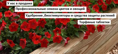 Семена цветов Вербена 'Слезы Изиды' низкорослая, О, 7 шт в Бишкеке купить  по ☝доступной цене в Кыргызстане ▶️ max.kg