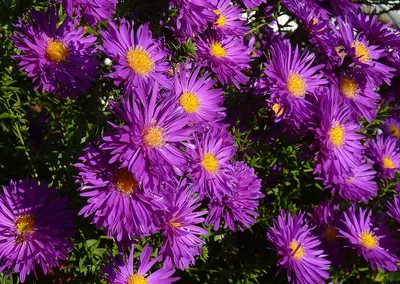 сентябринки-осенние цветы :: Анна – Социальная сеть ФотоКто