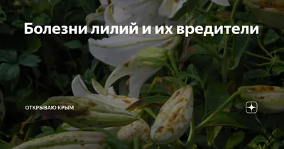 Болезни лилий и их вредители | Открываю Крым | Дзен