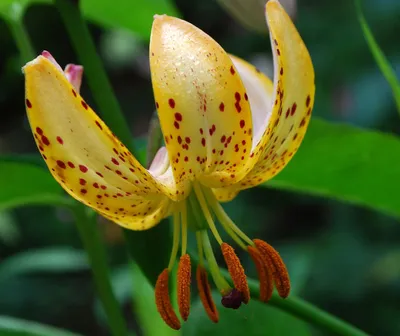 Лилия Competition Florium – фото, отзывы, характеристики в  интернет-магазине ROZETKA от продавца: Dutch-Bulbs | Купить в Украине:  Киеве, Харькове, Днепре, Одессе, Запорожье, Львове